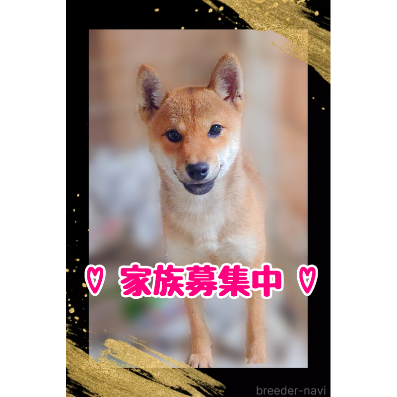 販売中の栃木県の柴犬-401789の2枚目