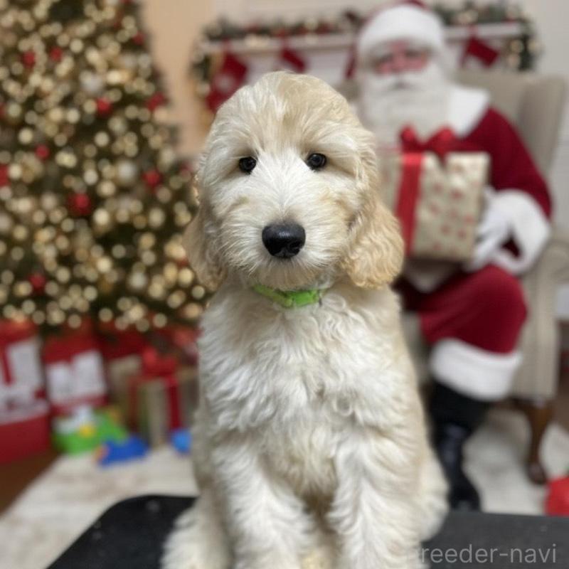 販売中の北海道のゴールデンドゥードル:ゴールデンレトリーバー×プードル-413981