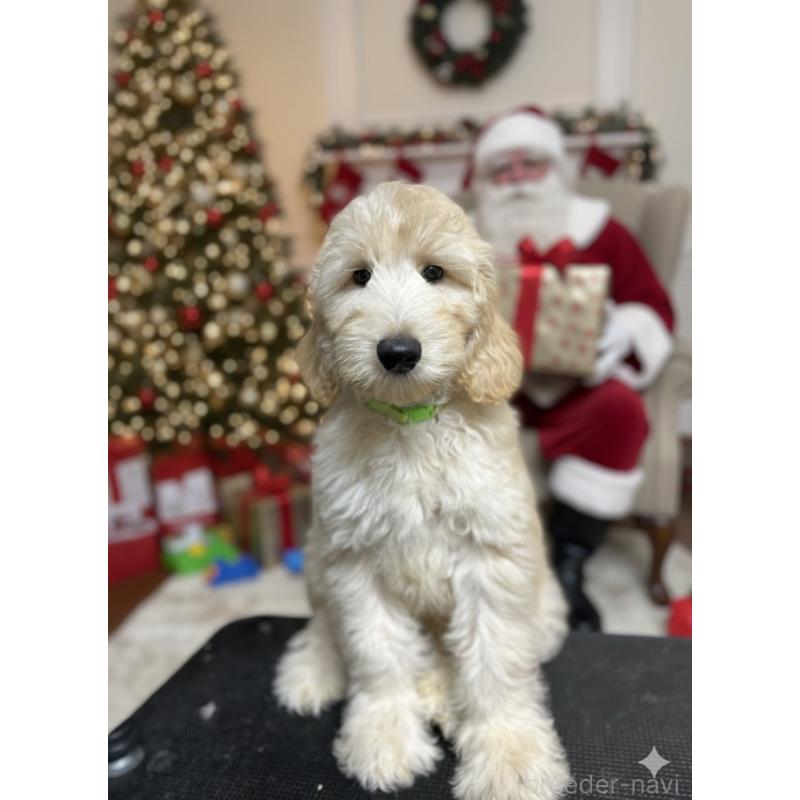 販売中の北海道のゴールデンドゥードル:ゴールデンレトリーバー×プードル-413981の2枚目