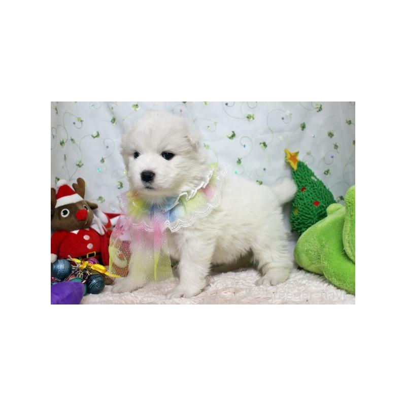 販売中の栃木県のサモエド-426318の5枚目