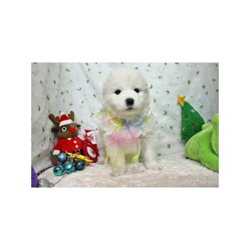 販売中の栃木県のサモエド-426318の2枚目