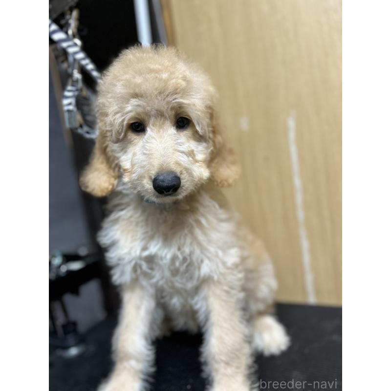 販売中の北海道のゴールデンドゥードル:ゴールデンレトリーバー×プードル-412461の4枚目