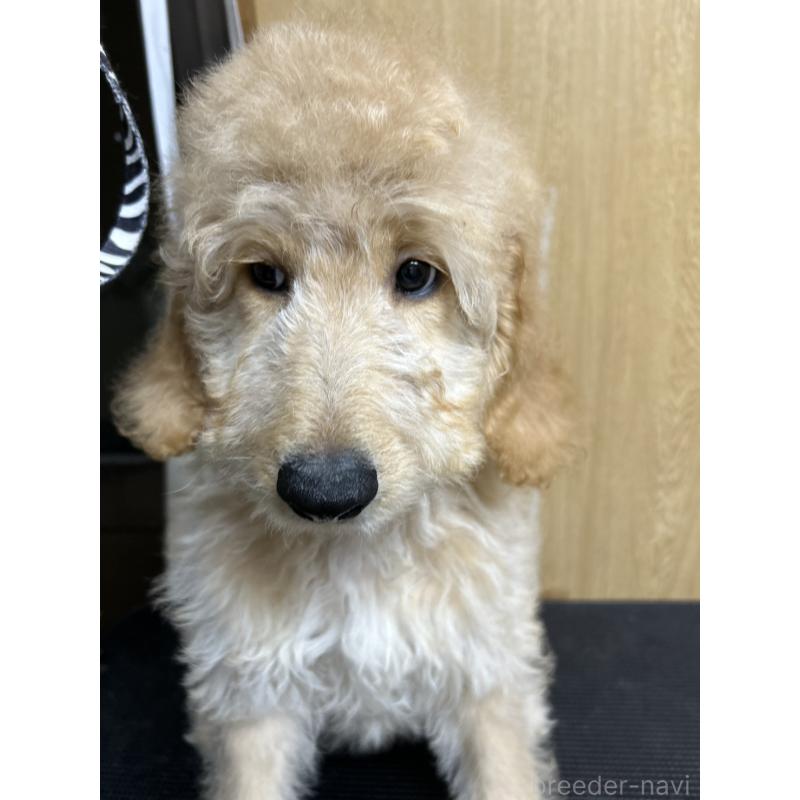 販売中の北海道のゴールデンドゥードル:ゴールデンレトリーバー×プードル-412461の3枚目