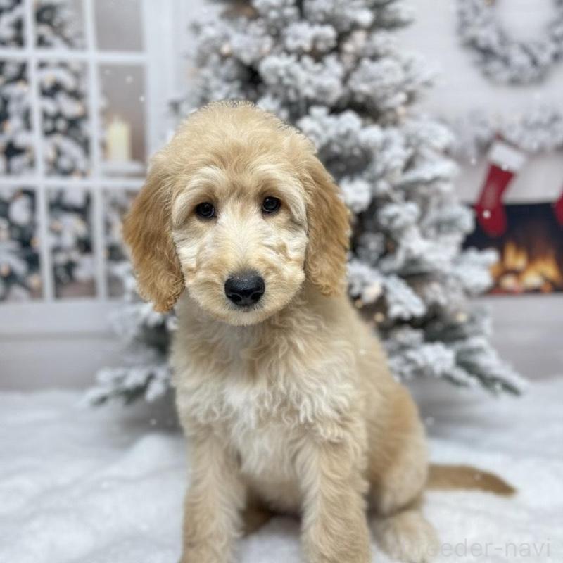 販売中の北海道のゴールデンドゥードル:ゴールデンレトリーバー×プードル-412461