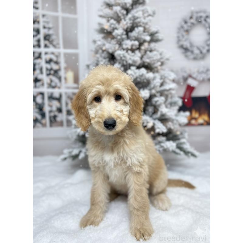 販売中の北海道のゴールデンドゥードル:ゴールデンレトリーバー×プードル-412461の2枚目