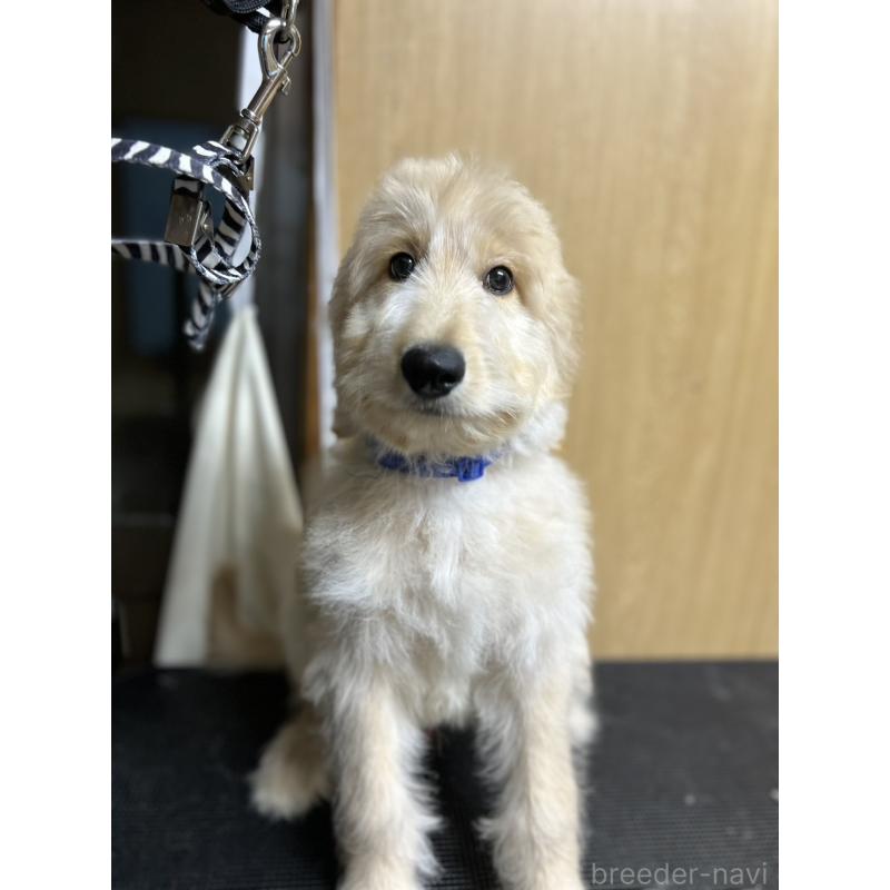 販売中の北海道のゴールデンドゥードル:ゴールデンレトリーバー×プードル-412457の3枚目