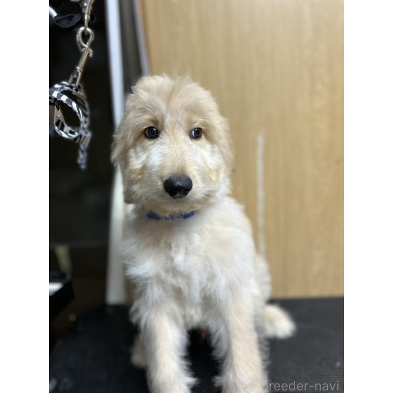 販売中の北海道のゴールデンドゥードル:ゴールデンレトリーバー×プードル-412457の2枚目