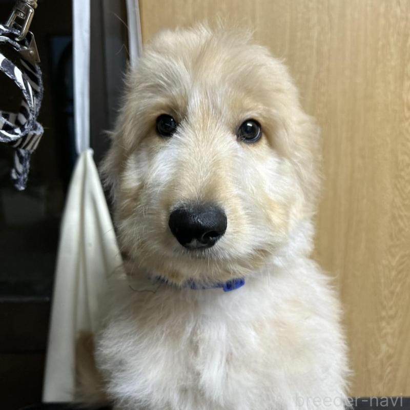 販売中の北海道のゴールデンドゥードル:ゴールデンレトリーバー×プードル-412457