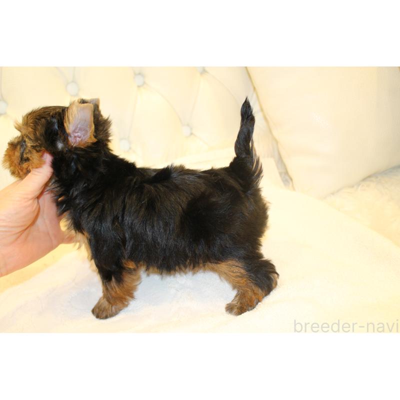 販売中の東京都のヨークシャーテリア-426323の2枚目