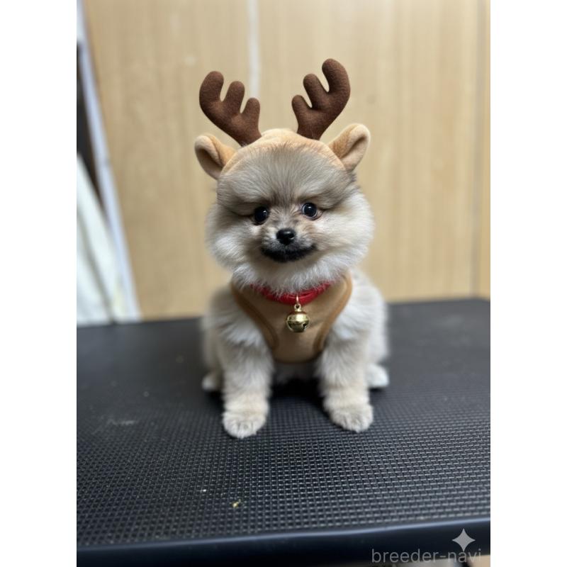 成約済の北海道のポメラニアン-414273の3枚目