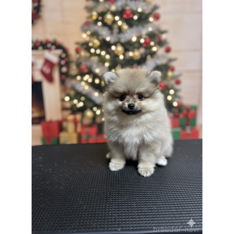 成約済の北海道のポメラニアン-414273の2枚目