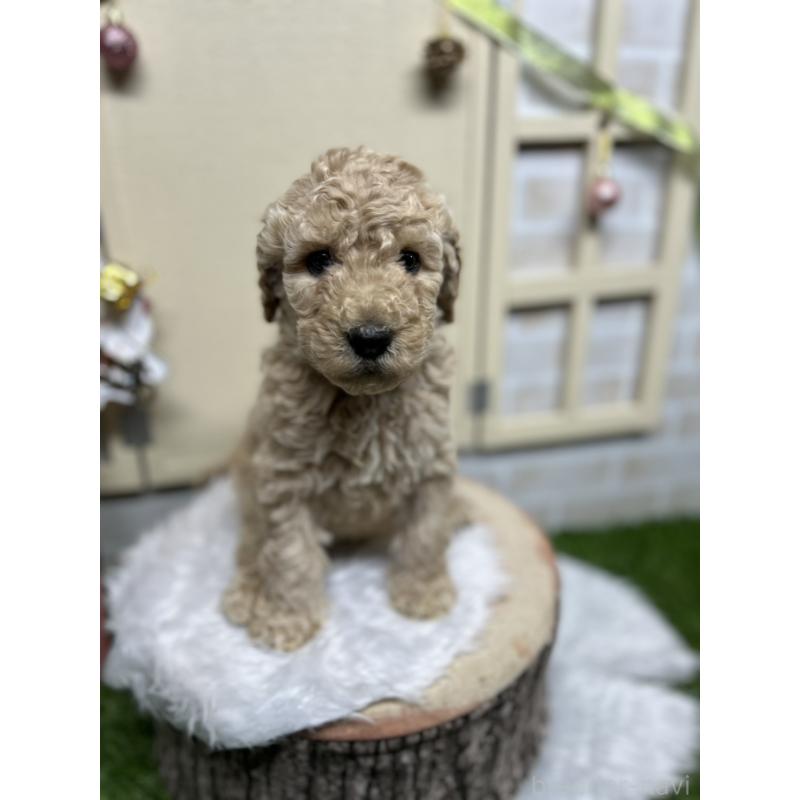 成約済の北海道のスタンダードプードル-422653の3枚目