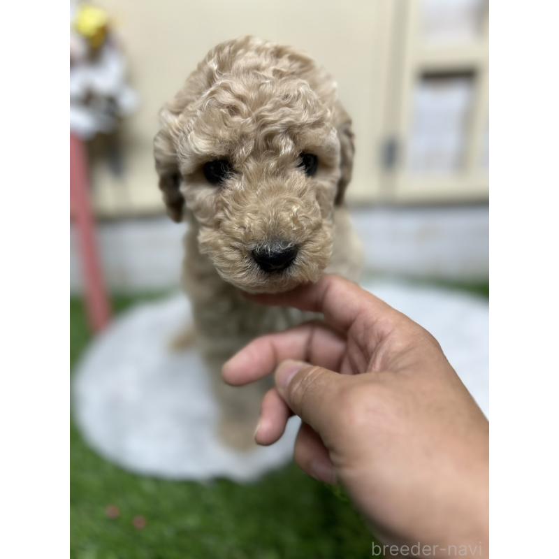 成約済の北海道のスタンダードプードル-422653の2枚目