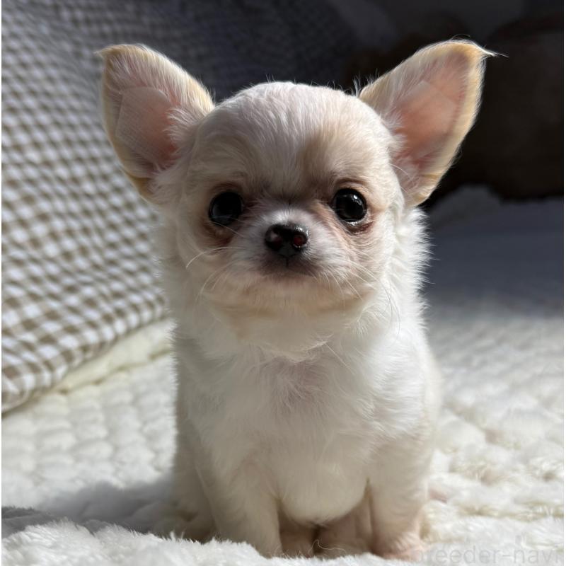 販売中の大阪府のチワワ(ロングコート)-426327の7枚目