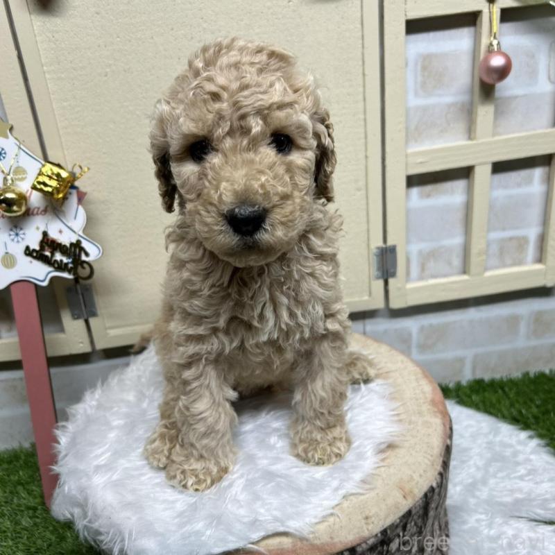 成約済の北海道のスタンダードプードル-422653の1枚目