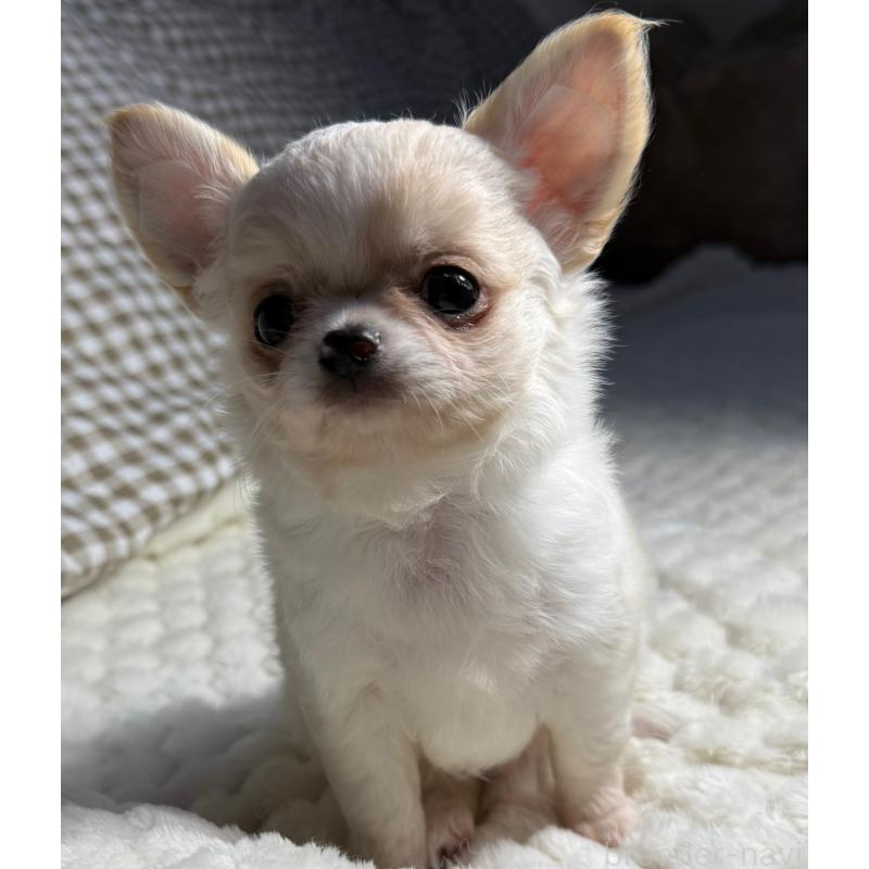 販売中の大阪府のチワワ(ロングコート)-426327の6枚目