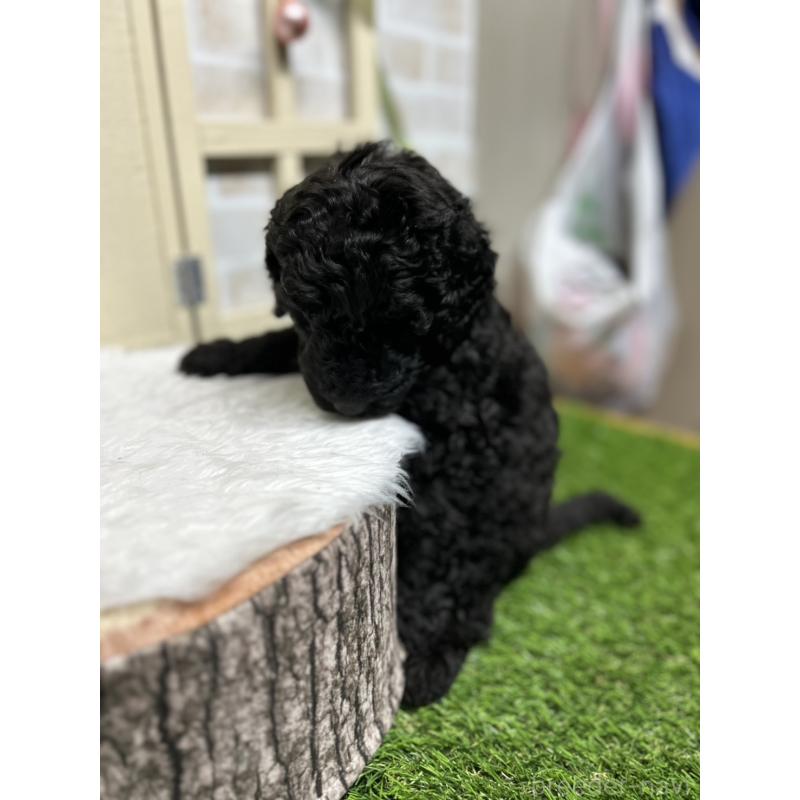 成約済の北海道のスタンダードプードル-422650の3枚目