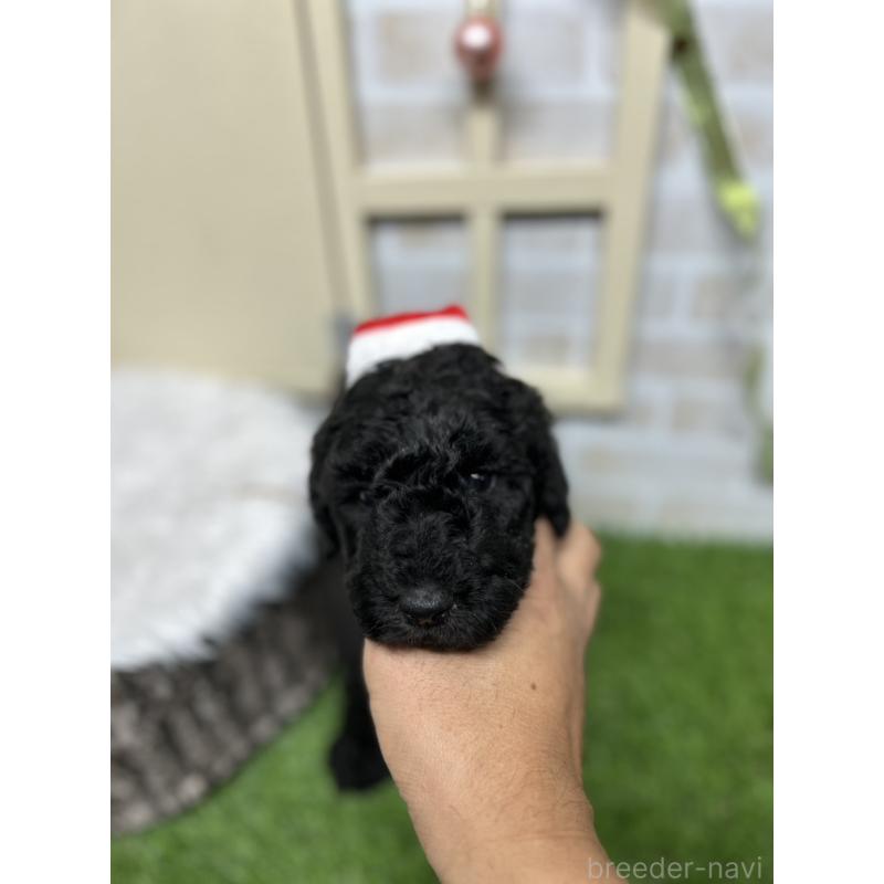 成約済の北海道のスタンダードプードル-422650の2枚目