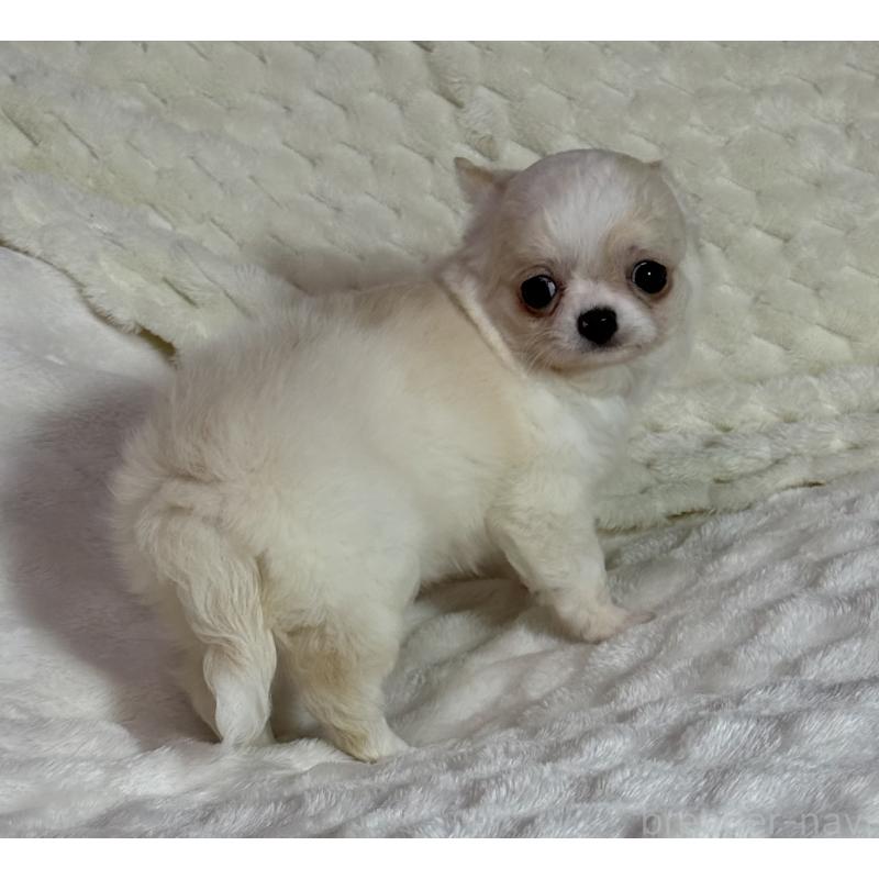 販売中の大阪府のチワワ(ロングコート)-426327の5枚目