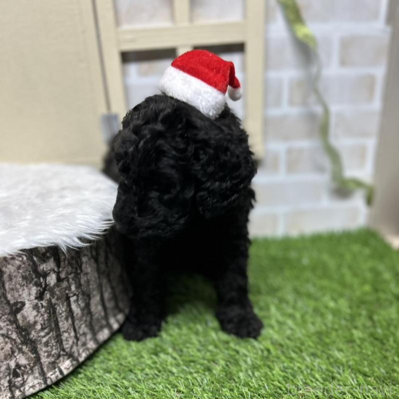 販売中の北海道のスタンダードプードル-422650