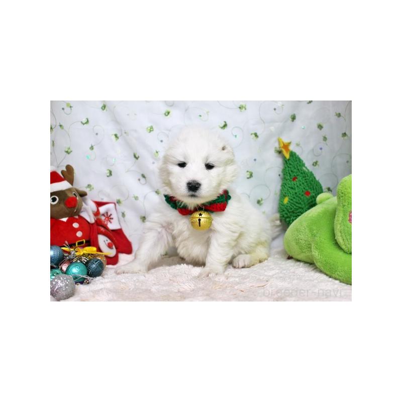 販売中の栃木県のサモエド-426324の5枚目