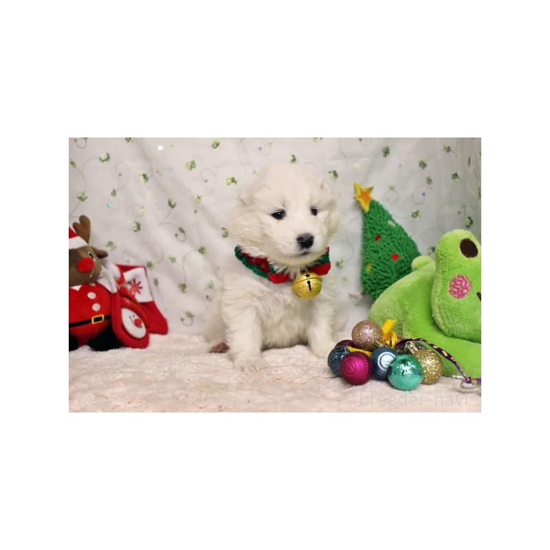 販売中の栃木県のサモエド-426324の4枚目