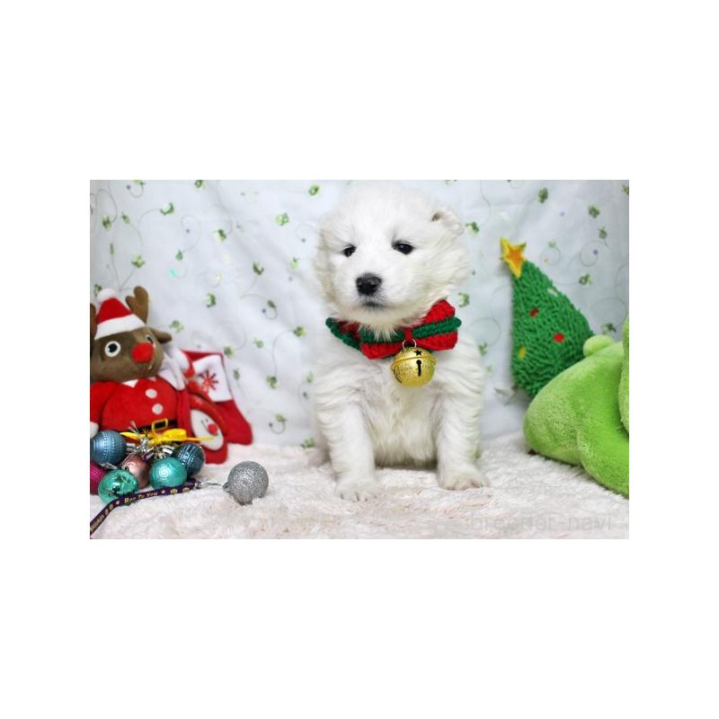 販売中の栃木県のサモエド-426324の1枚目