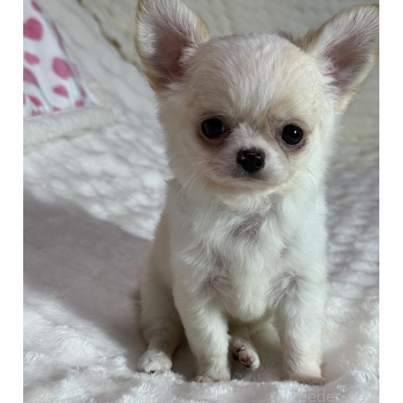 販売中の大阪府のチワワ(ロングコート)-426327の4枚目