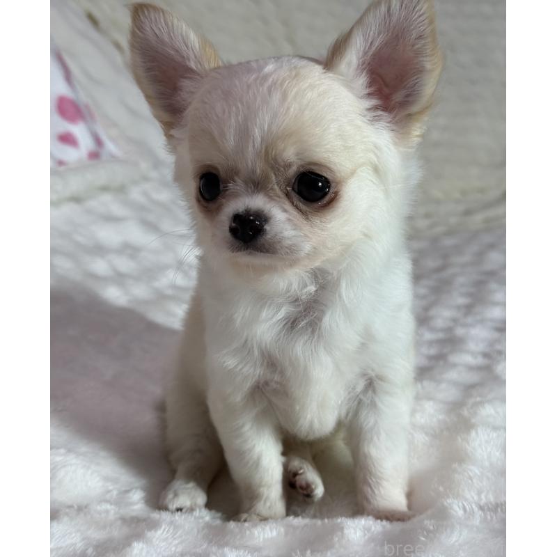 販売中の大阪府のチワワ(ロングコート)-426327の3枚目