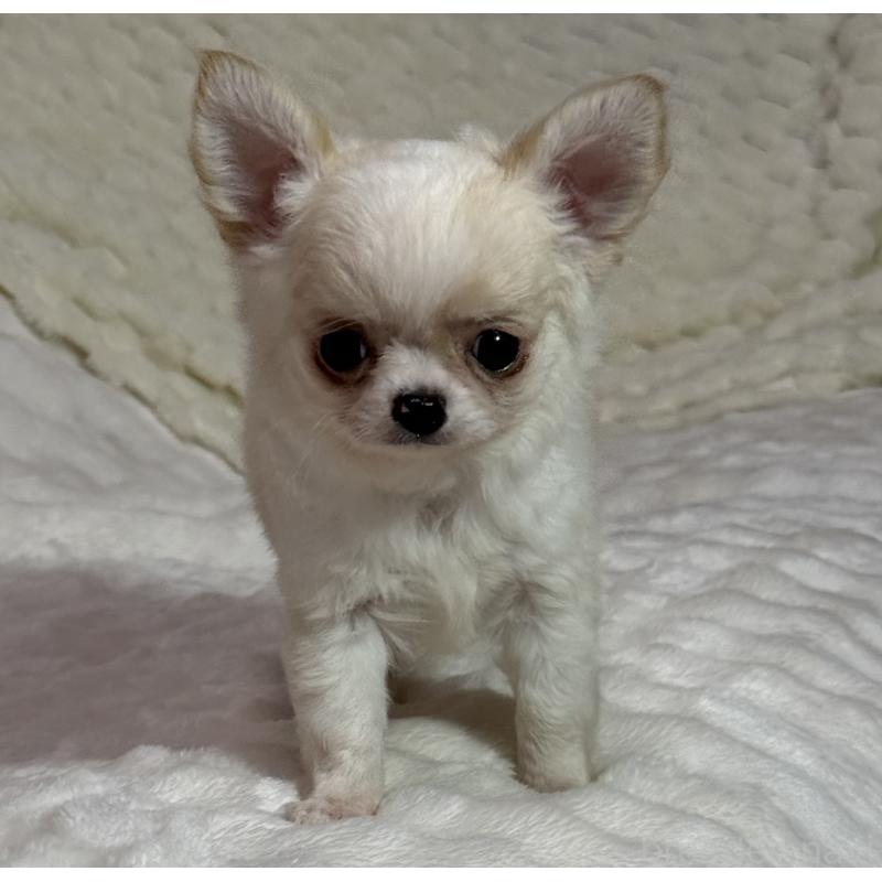 販売中の大阪府のチワワ(ロングコート)-426327の2枚目