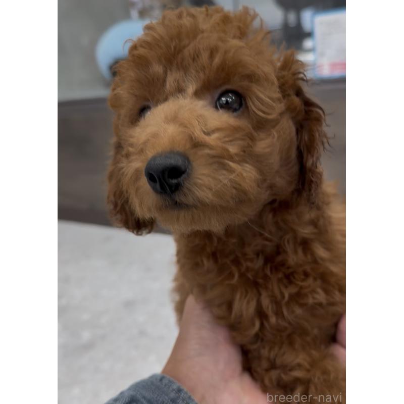 成約済の福岡県のトイプードル-414062の2枚目