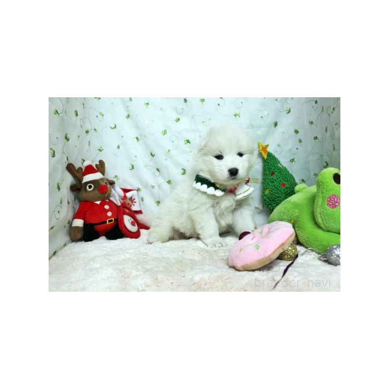 販売中の栃木県のサモエド-426325の5枚目