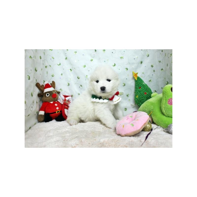 販売中の栃木県のサモエド-426325