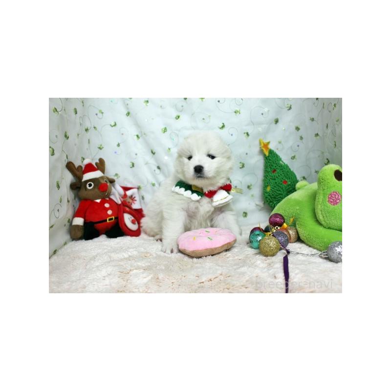 販売中の栃木県のサモエド-426325の4枚目