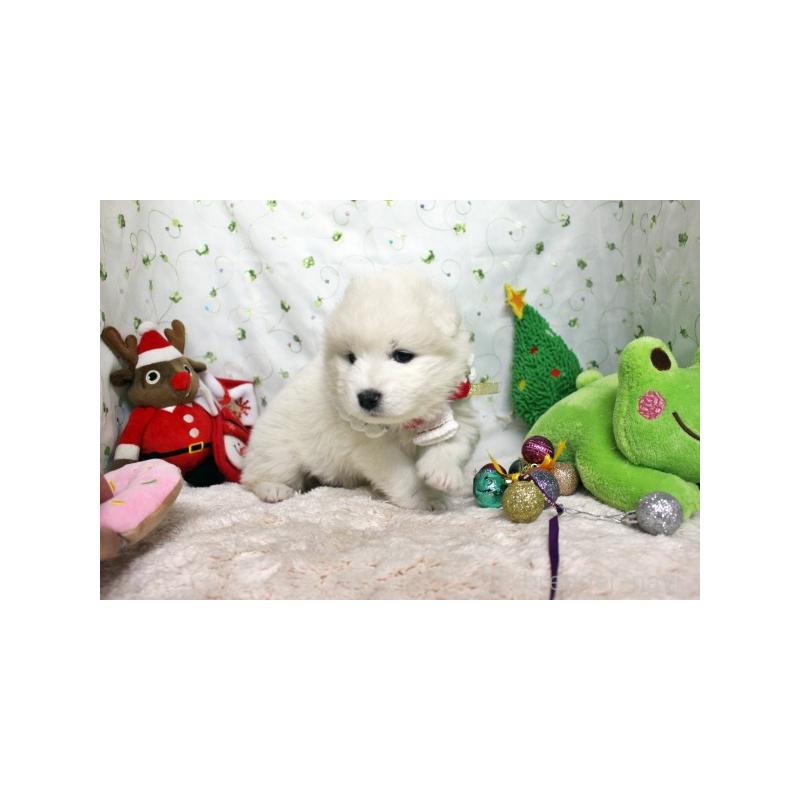 販売中の栃木県のサモエド-426325の3枚目