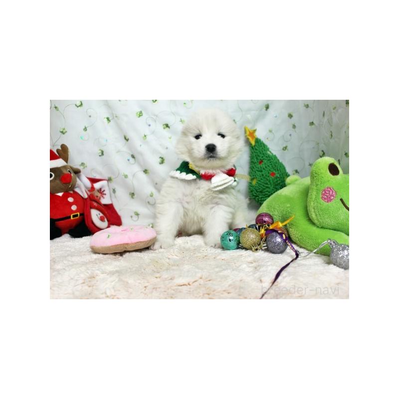 販売中の栃木県のサモエド-426325の2枚目