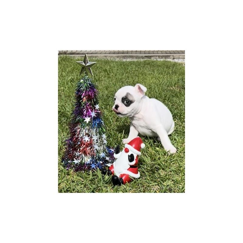 販売中の沖縄県のフレンチブルドッグ-426326の6枚目