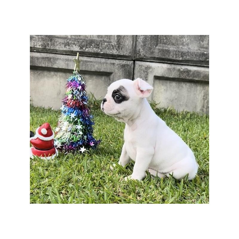 販売中の沖縄県のフレンチブルドッグ-426326の7枚目