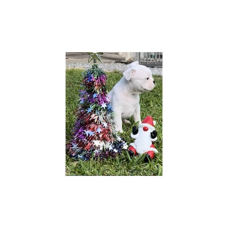 販売中の沖縄県のフレンチブルドッグ-426326の5枚目