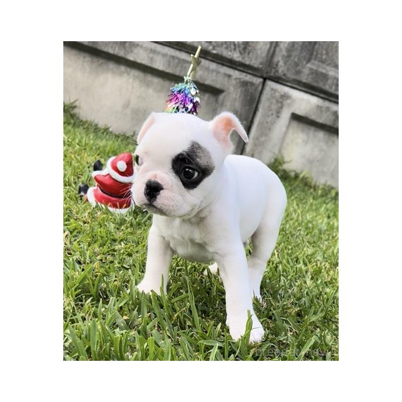 販売中の沖縄県のフレンチブルドッグ-426326の4枚目