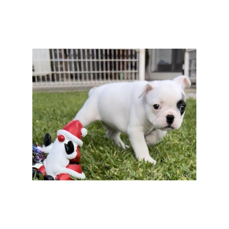 販売中の沖縄県のフレンチブルドッグ-426326の3枚目