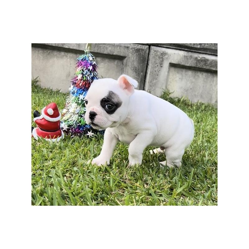 販売中の沖縄県のフレンチブルドッグ-426326の2枚目