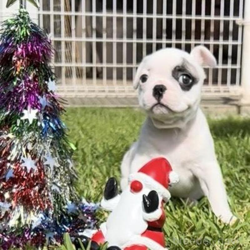 販売中の沖縄県のフレンチブルドッグ-426326の1枚目