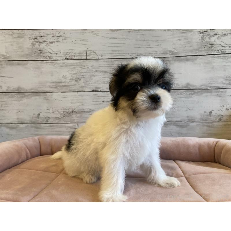 成約済の北海道のチワマル:チワワ×マルチーズ-416100の5枚目