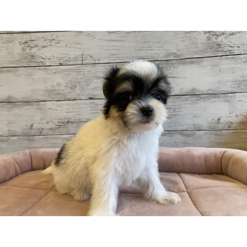 成約済の北海道のチワマル:チワワ×マルチーズ-416100の4枚目