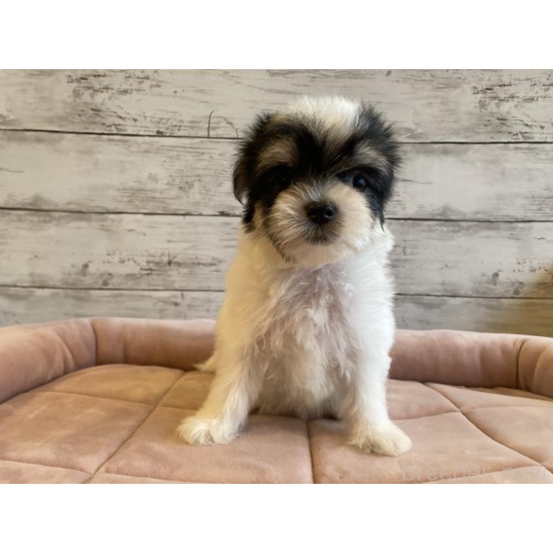 成約済の北海道のチワマル:チワワ×マルチーズ-416100の3枚目