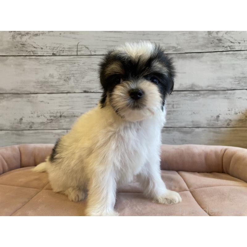 成約済の北海道のチワマル:チワワ×マルチーズ-416100の2枚目