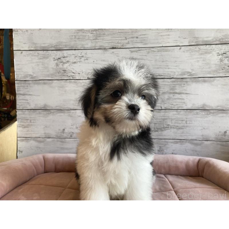 成約済の北海道のチワマル:チワワ×マルチーズ-416106の5枚目