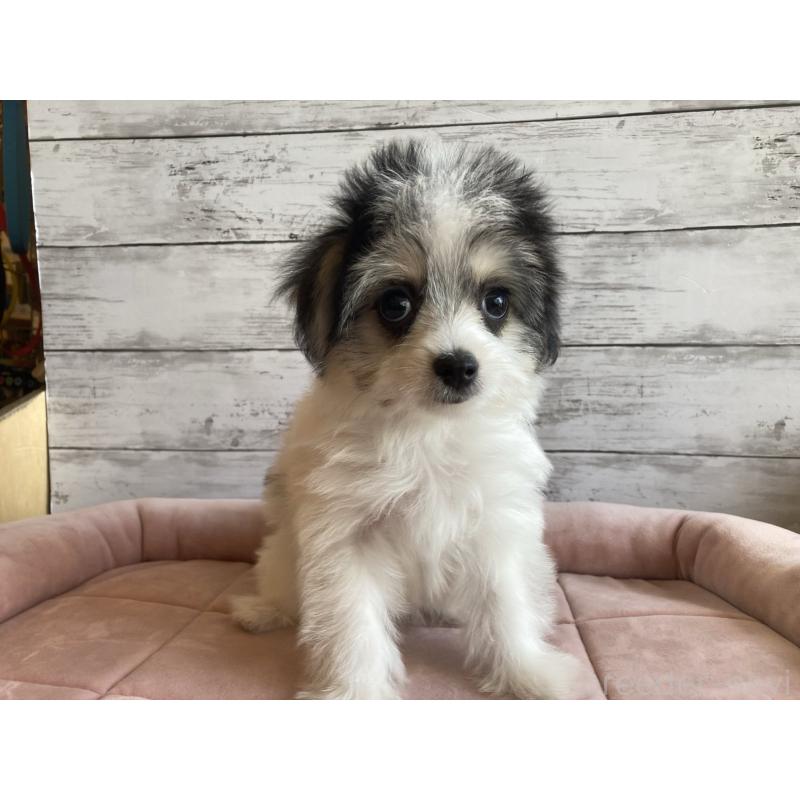 成約済の北海道のチワマル:チワワ×マルチーズ-416107の5枚目