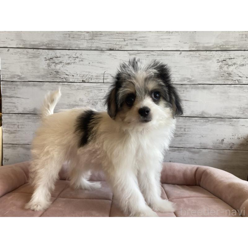 成約済の北海道のチワマル:チワワ×マルチーズ-416107の4枚目